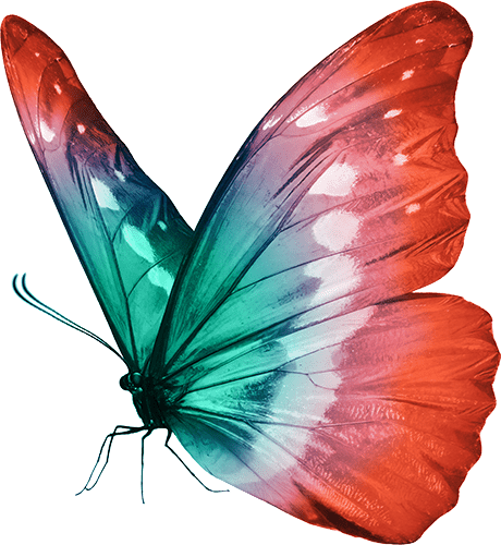 Zeyzelf butterfly